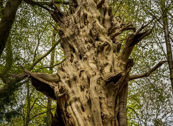 Velmi Pokroucený Pokroucený Kmen Stromu Starém Mrtvém Stromě Anglii — Stock fotografie