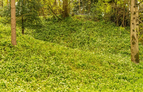 Banky Divokých Česnekových Květin Mezi Kmeny Stromů Yorkshirského Lesa Anglii — Stock fotografie
