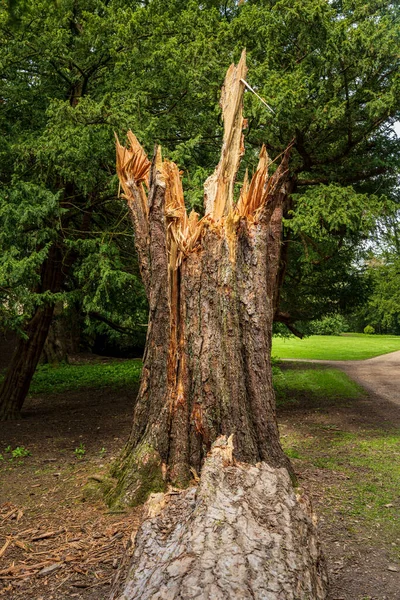 幹が地面に横たわっている嵐の風によって分割された大きな木の遺跡 — ストック写真