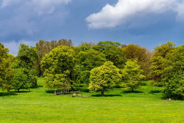 Drzewa Angielskim Parku Oświetlone Słońcem Ciemnymi Burzliwymi Chmurami — Zdjęcie stockowe
