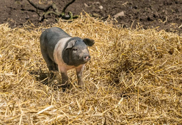 Saddleback Piglet Στέκεται Άχυρο Στο Χωράφι Του Ένα Αγγλικό Αγρόκτημα — Φωτογραφία Αρχείου