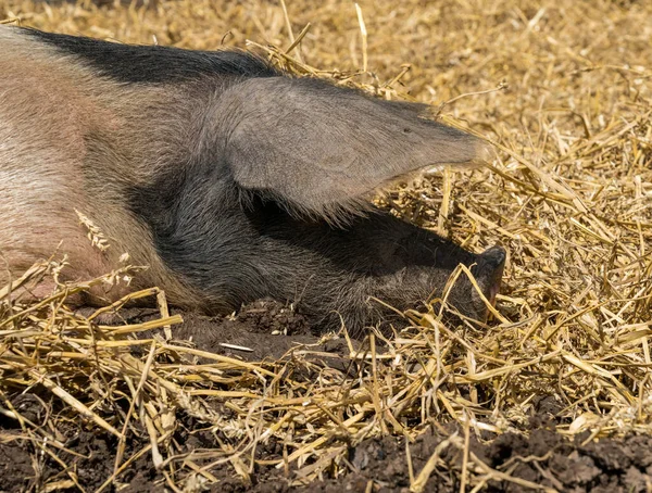 イギリスの農場で藁の上に横たわるサドルバック豚 — ストック写真
