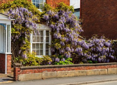 Ellesmere Shropshire 'da Wisteria' lı eski bir Gürcü evi.
