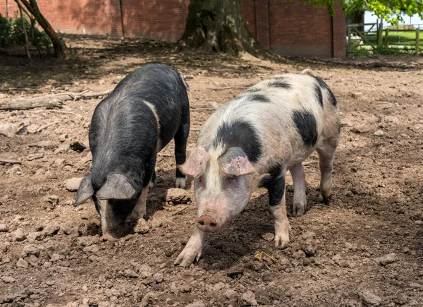 Pair Saddleback Pigs Sty Czech Farm — Stock fotografie