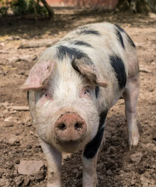 イギリスの農場でカメラに直面しているサドルバック豚 — ストック写真