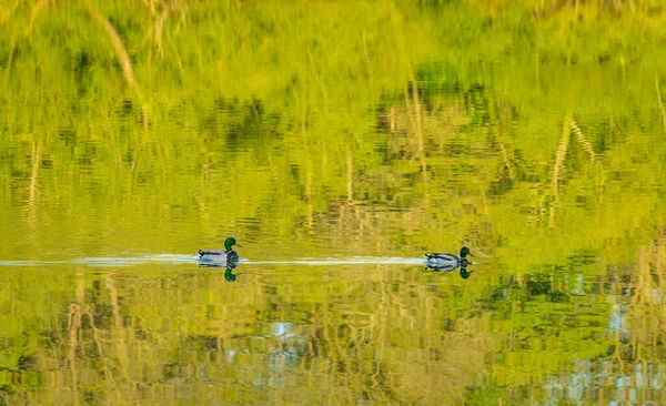Par Patos Flutuando Através Reflexo Árvores Água Calma Lago — Fotografia de Stock