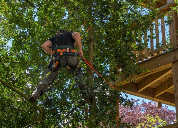 Workman Climbing Tree Ropes Prune Branches Wooden Deck Tree House — Stock Photo, Image