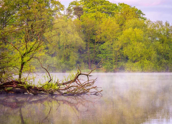 Падіння Дерева Елсмір Мере Сутінках Туман Розвивається Озері — стокове фото