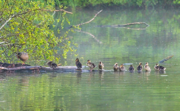 Group Young Ducklings Log Lake Getting Ready Night Washing Feathers — Stock Photo, Image