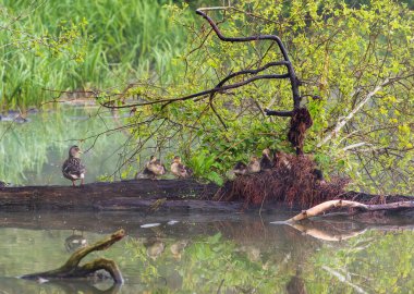 Genç ördek sürüsü gölde bir yuvada oturuyor.