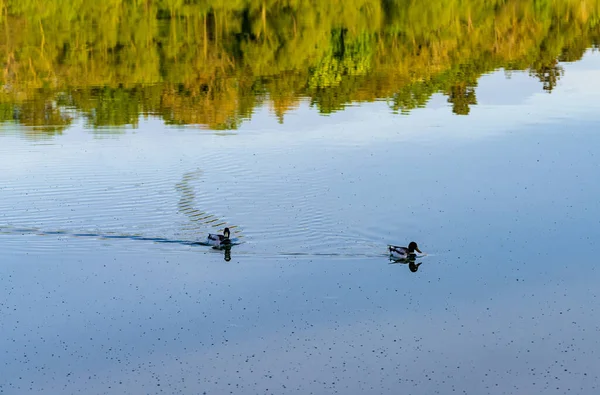 Par Patos Flutuando Através Reflexo Árvores Água Calma Lago — Fotografia de Stock