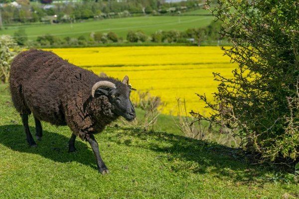 Σκούρο Καφέ Κέρατα Κριάρι Πρόβατα Στις Πλαγιές Του Old Oswestry — Φωτογραφία Αρχείου