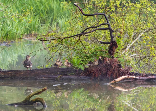Group Young Ducklings Log Lake Sitting Nest Night — Stock Photo, Image