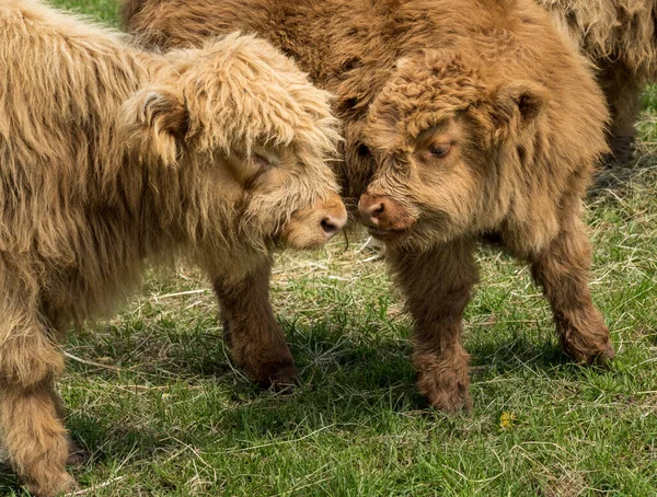 Zwei Hochlandrinder Mit Nah Beieinander Liegenden Gesichtern Auf Einer Bauernweide — Stockfoto