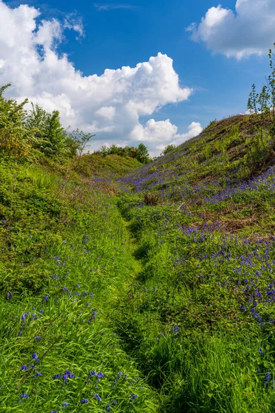 什罗普郡老奥斯特里山要塞斜坡上的春天蓝铃花 — 图库照片