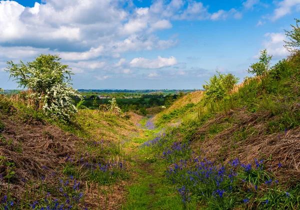 Voorjaarsbluebells Hellingen Van Old Oswestry Hill Fort Shropshire — Stockfoto