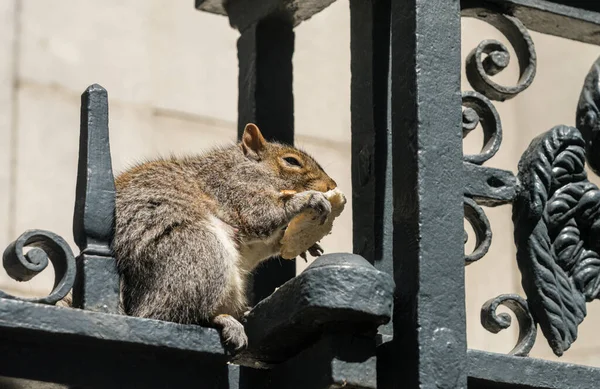 在伦敦教堂周围的铁栅栏上 一只英国灰色小松鼠正在啃面包 — 图库照片