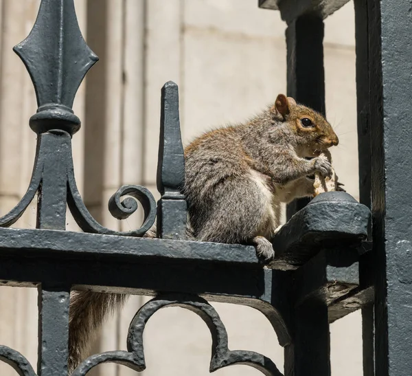 在伦敦教堂周围的铁栅栏上 一只英国灰色小松鼠正在啃面包 — 图库照片