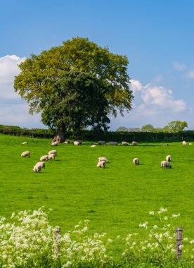 Shropshire 'daki Welsh Frankton yakınlarında otlayan koyun ve kuzu sürüsü.