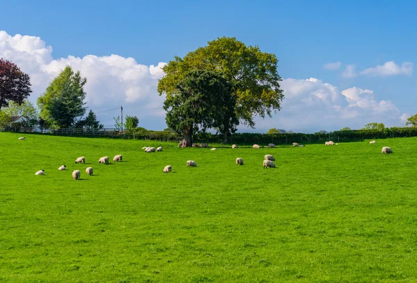 Flock Sheep Lambs Grazing Grassland Meadows Welsh Frankton Shropshire — Stock Photo, Image