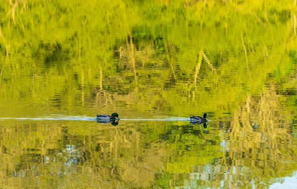 在平静的湖水里 一堆堆鸭在树荫间飞舞 — 图库照片