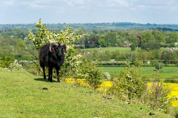 Ciemnobrązowy Baran Rogaty Owca Zboczach Old Oswestry Hill Fort Shropshire — Zdjęcie stockowe