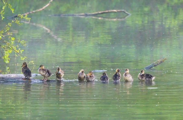 湖中的一群小鸭在原木上准备过夜 洗刷羽毛 — 图库照片