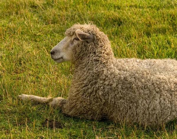 Sheep Resting Traditional White Fenced Meadow Williamsburg Virginia — Stock Photo, Image