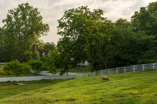 Ovejas Pastando Prado Cercado Blanco Tradicional Williamsburg Virginia —  Fotos de Stock