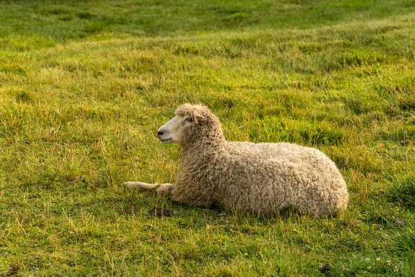Owce Odpoczywające Tradycyjnej Białej Ogrodzonej Łące Williamsburg Virginia — Zdjęcie stockowe