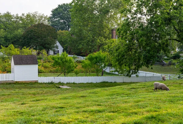 Schapen Grazen Traditionele Witte Omheinde Weide Williamsburg Virginia — Stockfoto