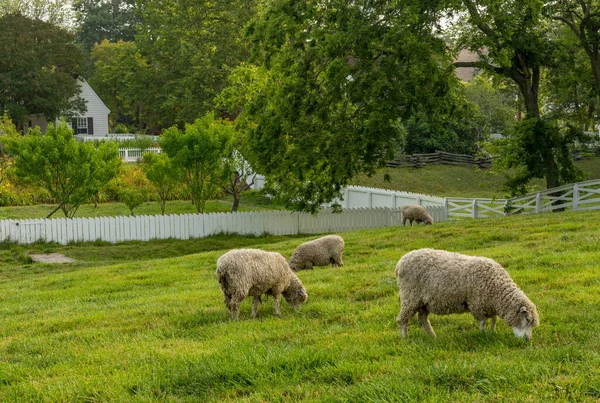 Ovejas Pastando Prado Cercado Blanco Tradicional Williamsburg Virginia — Foto de Stock