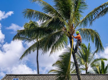 Princeville, Kauai - 17 Ağustos 2023: Profesyonel bahçıvan palmiye yapraklarını büyük palmiye ağacından buduyor