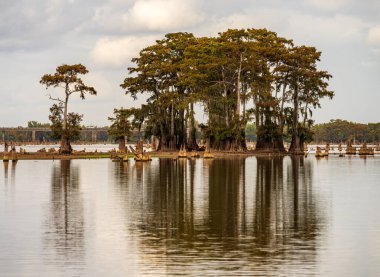 Bataklık Baton Rouge Louisiana yakınlarındaki Atchafalaya Havzası 'nın sakin sularında görülen bataklık topraklarındaki kel selvi ağaçları.