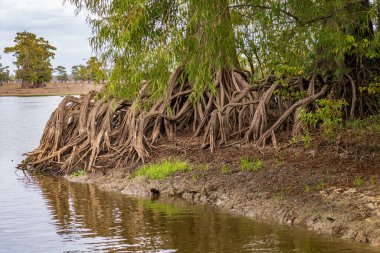 Baton Rouge Louisiana yakınlarındaki Atchafalaya Havzası 'nın sakin sularında Kel selvi ağaçlarının kökleri ve dizleri