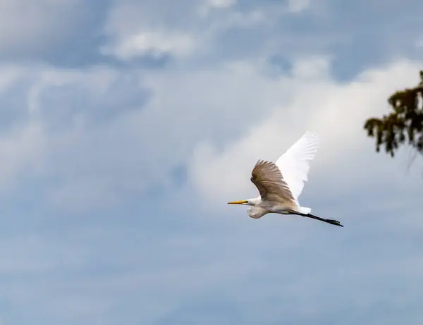 Velký Egret Pták Kráčí Břehu Řeky Pařezy Kácení Plešatých Cypřišových — Stock fotografie