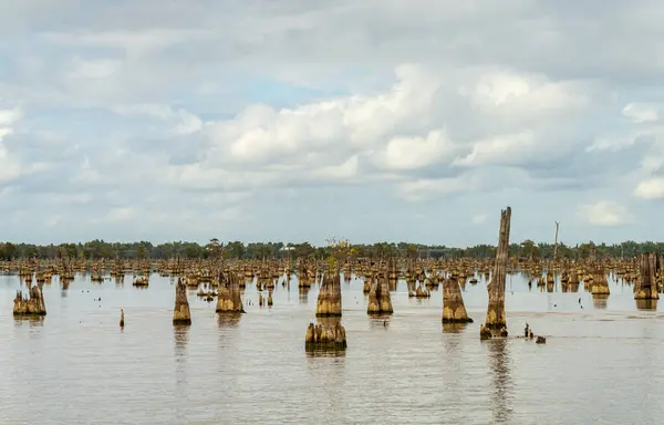 Geçmişte, Baton Rouge Louisiana yakınlarındaki Atchafalaya Havzası 'nın sakin sularında görülen kel selvi ağaçlarının çarpmaları.