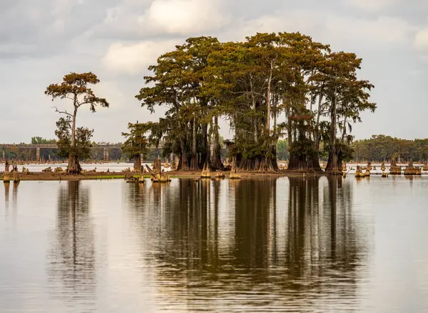 Stand of bald cypress trees in submerged land seen in calm waters of the bayou of Atchafalaya Basin near Baton Rouge Louisiana