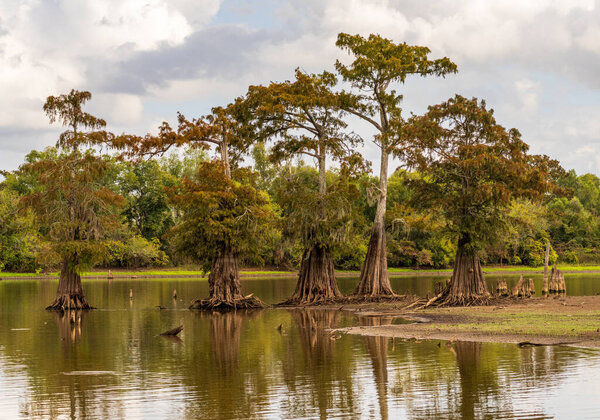 Stand of five bald cypress trees in submerged land seen in calm waters of the bayou of Atchafalaya Basin near Baton Rouge Louisiana