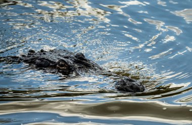 Amerikan timsahı Atchafalaya deltasının sakin sularına doğru yaklaşıyor. Gözleri ve burnu dalgalarla görülebiliyor.