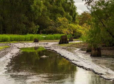 Bataklık Bataklığı 'ndaki Bataklık Bataklığı' nda bataklık teknesi turları ya da çamurlu bir kanal. Louisiana yakınlarında.