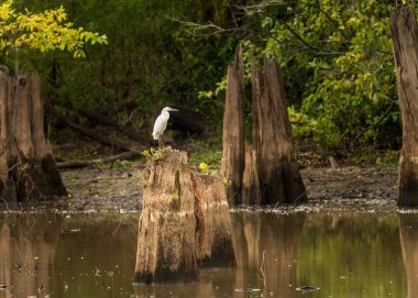 Baton Rouge Louisiana yakınlarındaki Atchafalaya Havzası 'nın sakin sularında kel selvi ağaçlarının kütüklerinin üzerine tünemiş büyük balıkçıl kuşu.