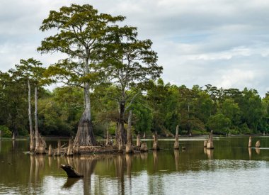 Bataklık Baton Rouge Louisiana yakınlarındaki Atchafalaya Havzası 'nın sakin sularında görülen büyük, kel selvi ağaçları.