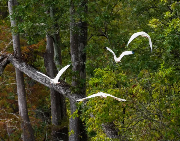 Fyra Amerikanska Vita Ibis Fåglar Flyger Iväg Träden Atchafalaya Basin — Stockfoto