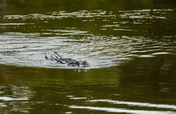 美洲鳄鱼穿过阿恰法利亚三角洲平静的水域 眼睛和鼻子在涟漪中看得见 图库照片