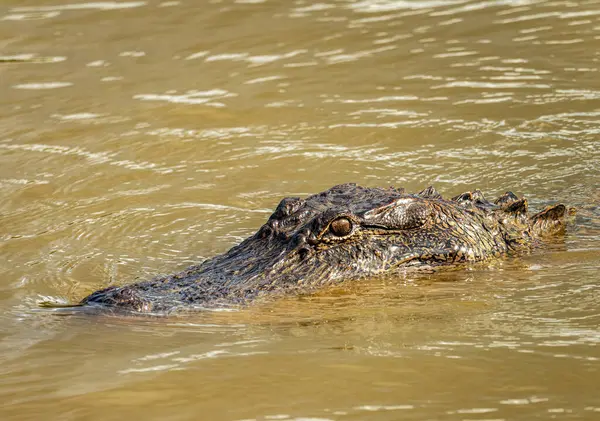 阿恰法利亚三角洲平静水域中美洲鳄鱼的头和眼 图库图片