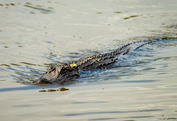 美洲鳄鱼穿过阿恰法利亚三角洲平静的水域 眼睛和鼻子在涟漪中看得见 图库图片