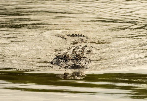 Amerikansk Alligator Närmar Sig Över Lugna Vatten Atchafalaya Delta Med Royaltyfria Stockfoton