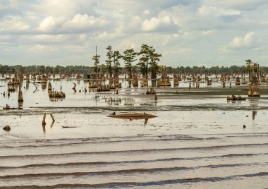 Geçmişte, Baton Rouge Louisiana yakınlarındaki Atchafalaya Havzası 'nın sakin sularında görülen kel selvi ağaçlarının çarpmaları.