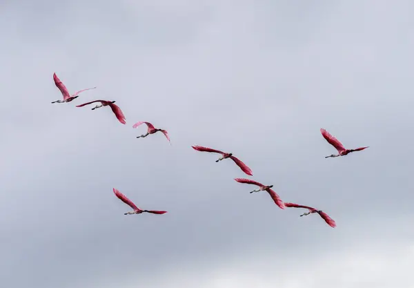 Flock of Roseate spoonbill birds taking flight and photographed from below in the Atchafalaya Basin near Baton Rouge Louisiana